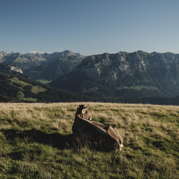 Die Seele ist ein weites Land